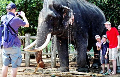 Elephant Orphanage | Sri Lanka | Travel Experience