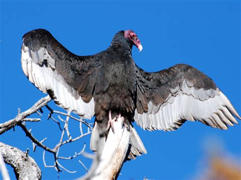 Turkey Vultures - Bandelier National Monument (U.S. National Park Service)