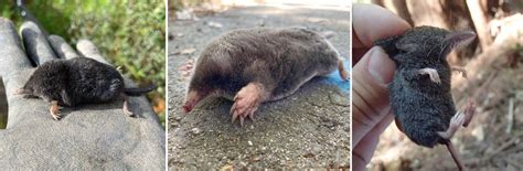 How Do You Distinguish Shrews, Moles, and Shrew Moles? - Bay Nature