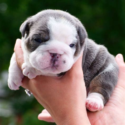 Best Bulldog Cute Puppies in the world Learn more here | bulldogs