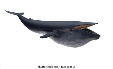 1,951 Whale Open Mouth Images, Stock Photos, 3D objects, & Vectors | Shutterstock