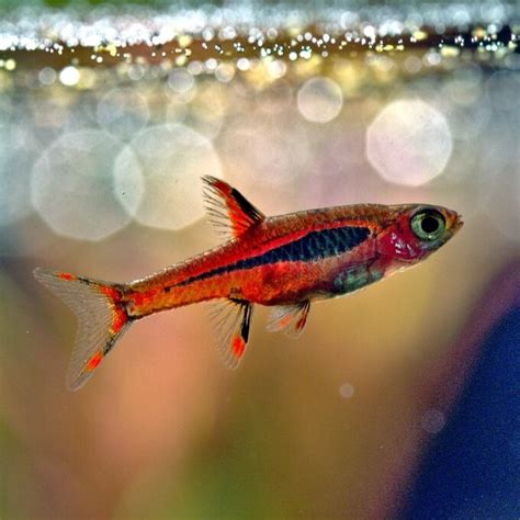 21 Small Freshwater Fish For Nano Tanks & Aquariums