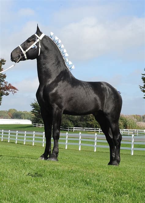 Pin by Karen Herndon on Horses | Percheron horses, Big horses, Horses