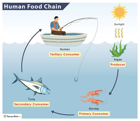 Food Chain Examples With Humans