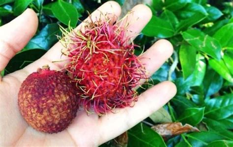 Rambutan vs Lychee - Similarities and Differences In These Cousin Fruits