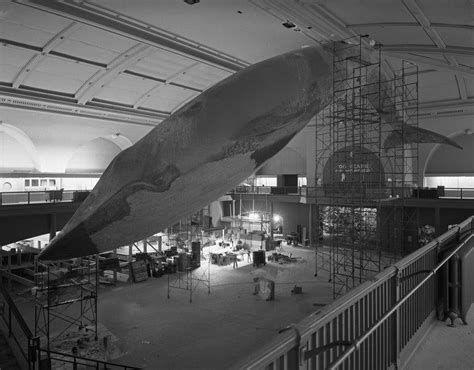 Photos: How the American Museum of Natural History Hung Its Blue Whale Exhibit