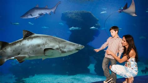 Guide to visiting the Palma de Mallorca Aquarium