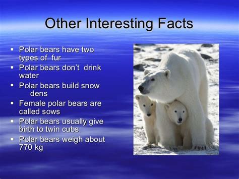 Polar bear facts