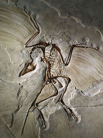 ARCHAEOPTERYX BIRD FOSSIL MAGNET Fossils Collectable Rocks, Fossils & Minerals