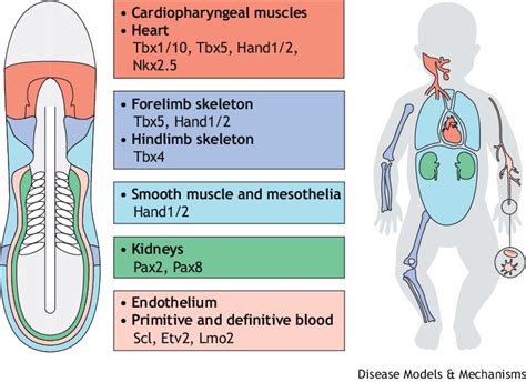 The lateral plate mesoderm (LPM) develops into a dispersed set of ...