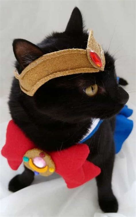 14 Cats Whose Anime Cosplay Is Better Than Yours