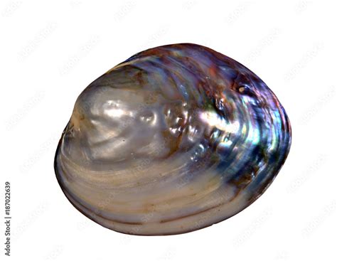 Pearl Oyster Shell