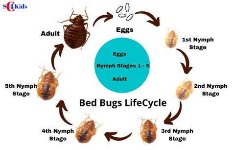 bed bug life cycle length - Shelby Newsome