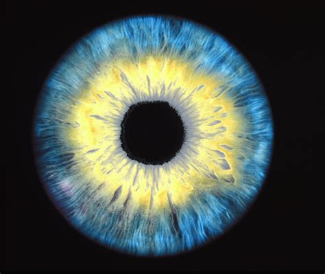 Computer-enhanced Blue/yellow Iris Of The Eye Photograph by David Parker - Fine Art America