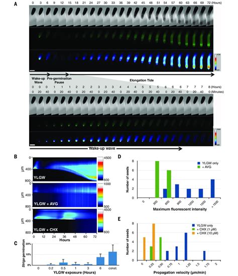 Perception dynamics of strigolactone receptors during seed germination... | Download Scientific ...