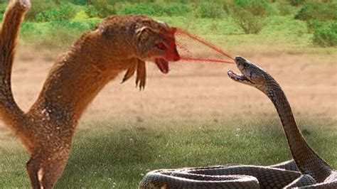 Mongoose vs King Cobra | Look What Happens When Mongoose Mercilessly ...