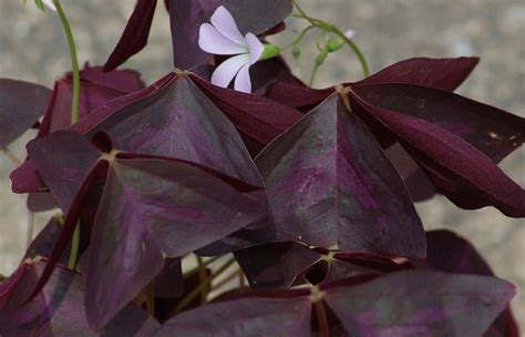 How to Grow Purple Shamrock Plants (Black Oxalis)