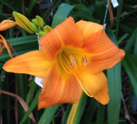 Looking for late blooming daylilies to extend the bloom season. Any ideas? in the Daylilies ...