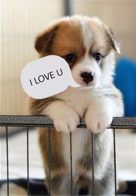 73 Hd Wallpaper Of Cute Puppy Pics - MyWeb