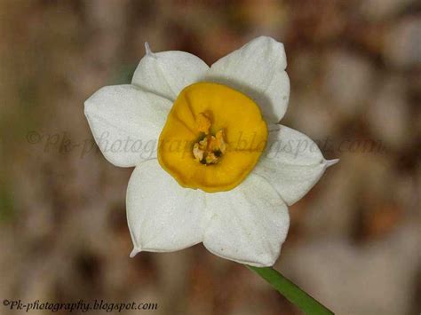 Narcissus tazetta Flower | Nature, Cultural, and Travel Photography Blog