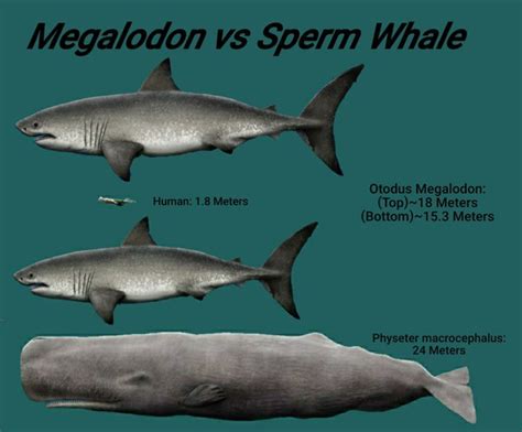 Blue Whale Size Comparison To Megalodon