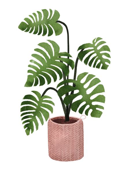 Transparent PNG Indoor Plants Free Download