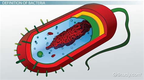 simple bacterial cell diagram labeled