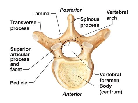 Vertebrae Anatomy