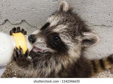 Adorable Baby Raccoon Holding Onto Baby Stock Photo 1142346635 | Shutterstock