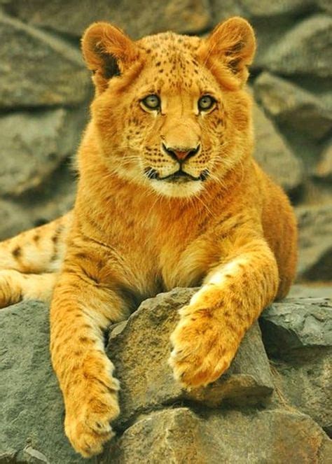 15 Liger Cubs ideas | liger, cubs, male lion