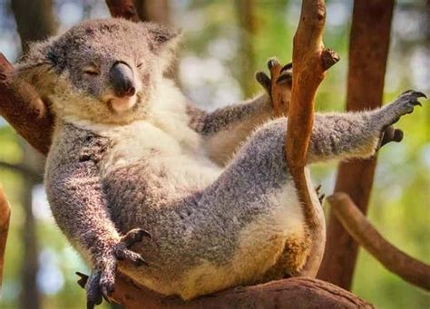 Koalas and their Specialized Claws