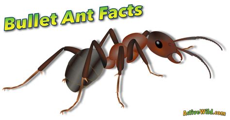 Bullet Ant Facts For Kids & Adults: Pictures, Information & Video