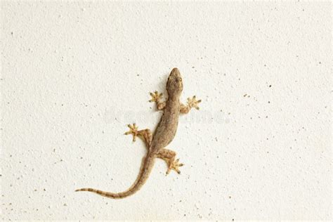 3,678 House Lizard Stock Photos - Free & Royalty-Free Stock Photos from Dreamstime