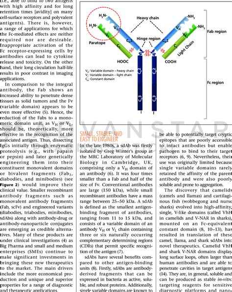 Immunoglobulins basic structure. | Download Scientific Diagram