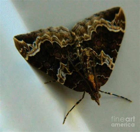 Weird Moth 2 Photograph by Gallery Of Hope - Fine Art America