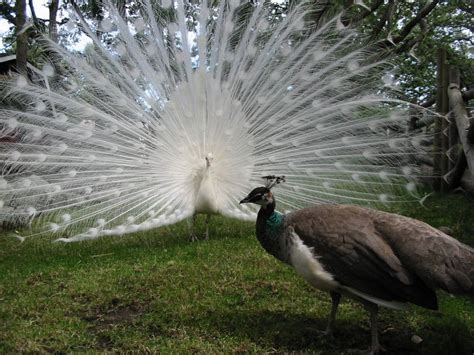 File:White Peacock and Peahen (1).jpg - Wikipedia, the free encyclopedia