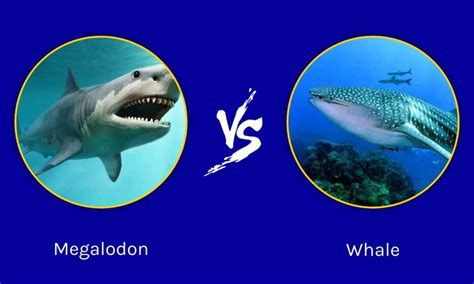 Megalodon Vs Whale Shark: Who Would Win in a Fight? - IMP WORLD