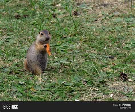 Funny Gopher Holds Image & Photo (Free Trial) | Bigstock