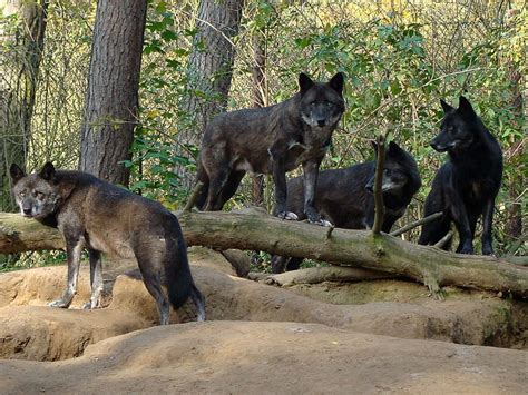 Black Wolf Pack Wallpaper