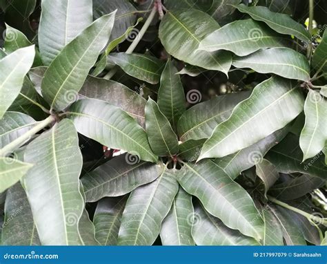 Natural mango tree leaves stock image. Image of natural - 217997079