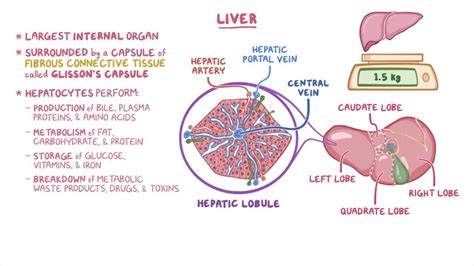 Liver histology: Video, Anatomy, Definition & Function | Osmosis