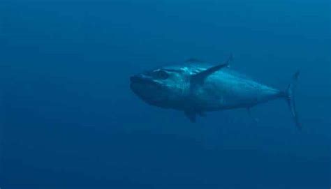 Dogtooth Tuna Fishing Tips: How to Catch Gymnosarda Unicolor