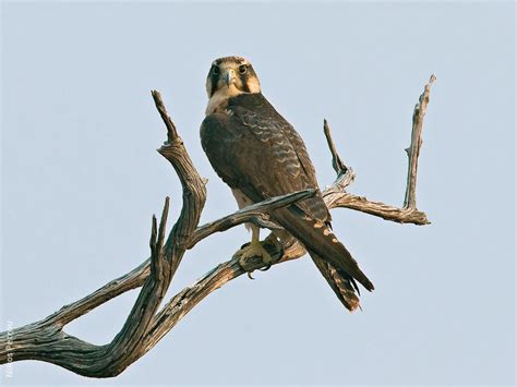 Lanner Falcon | KuwaitBirds.org