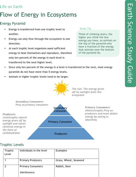 Explain The Energy Flow In An Ecosystem