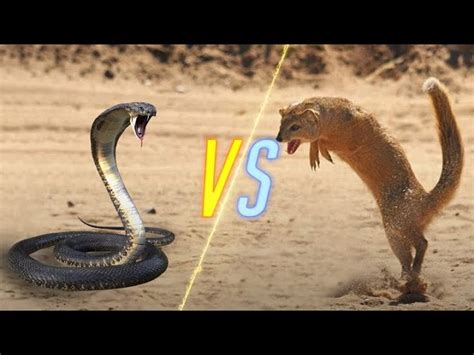 Mongoose Vs Cobra Drawing