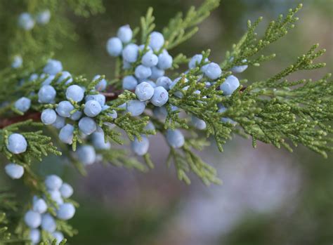 File:Juniper berries lush.jpg - Wikimedia Commons