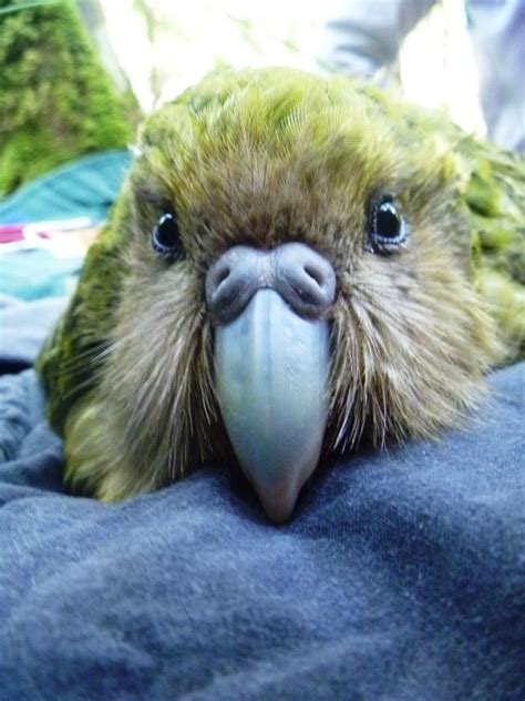 Parrots, Paddling, and Ponderings: Kakapo 'adoption' a great gift option for Christmas