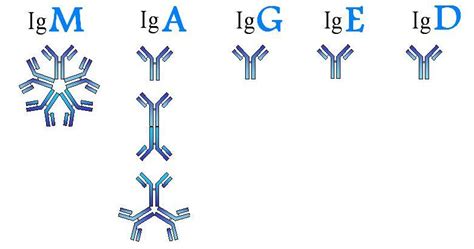 Memorizing Immunoglobulins " Types of antibodies " - Phartoonz