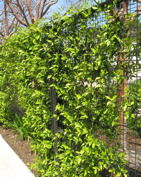 Elements - greenscreen® | Trellis fence, Greenscreen, Fence panels