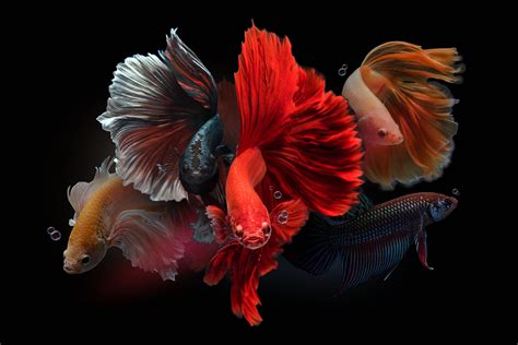 Image Result For Double Tail Betta Betta Fish Types Betta Fish Betta